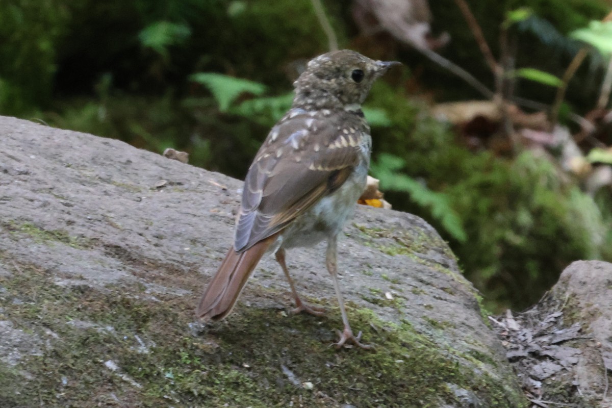 Hermit Thrush - ML643136081