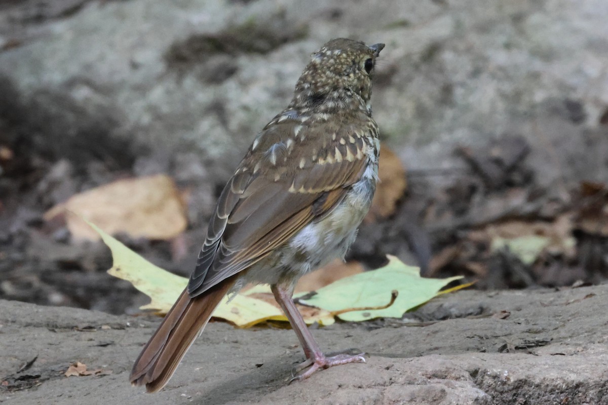 Hermit Thrush - ML643136082