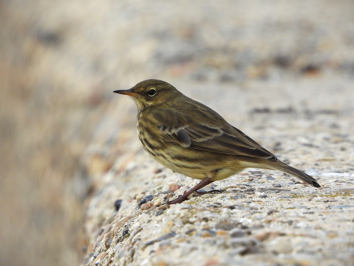 Pipit maritime - ML643136093