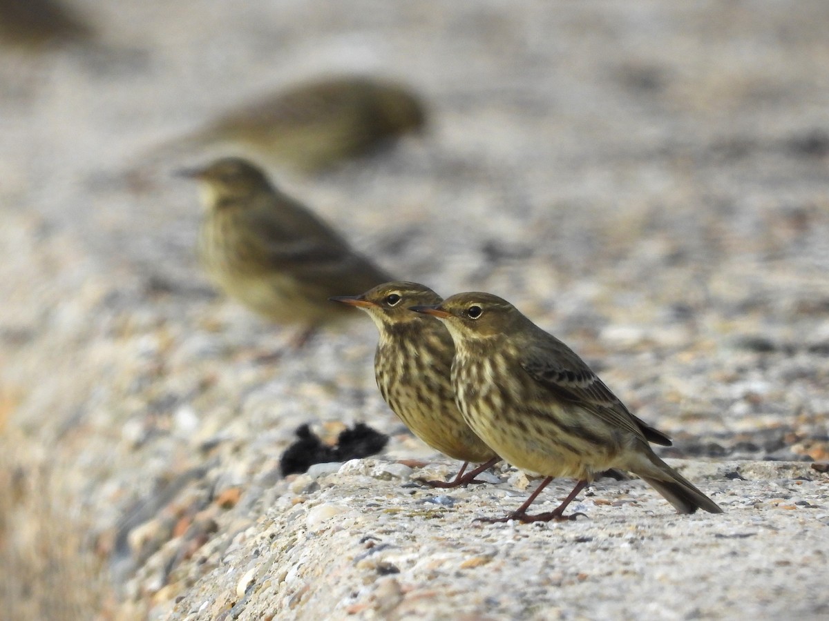 Pipit maritime - ML643136094