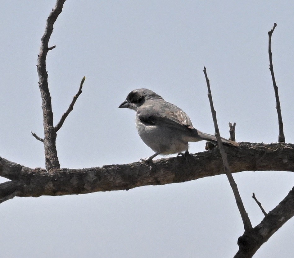 Tangara Bandeada - ML643136122