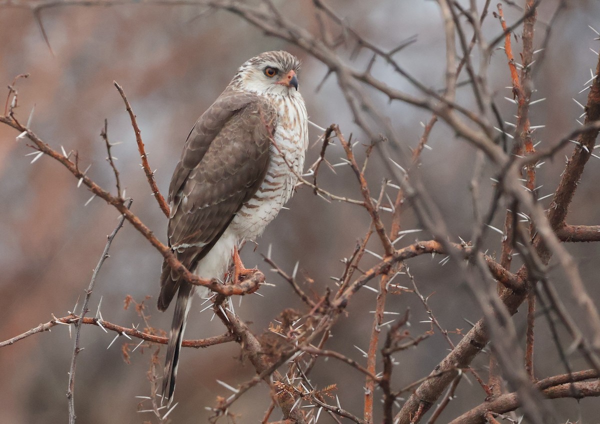 Gabar Goshawk - ML643136150
