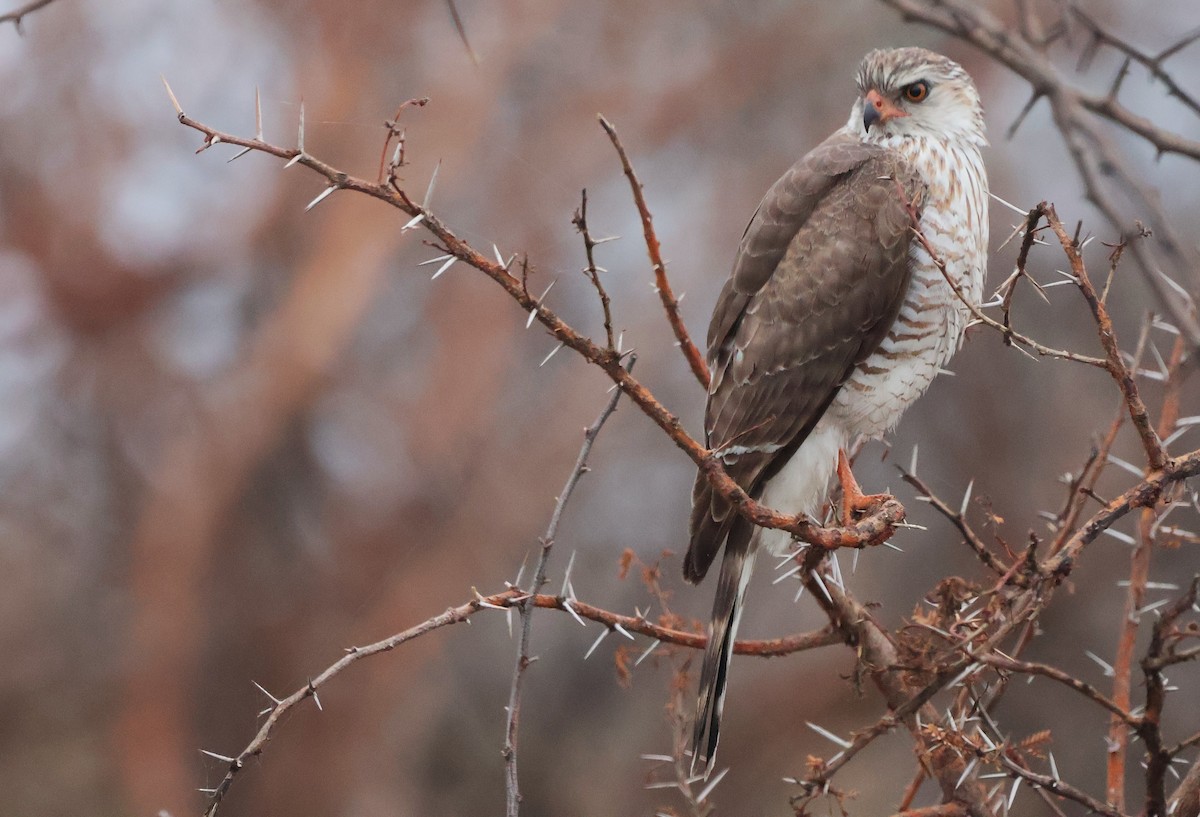 Gabar Goshawk - ML643136151
