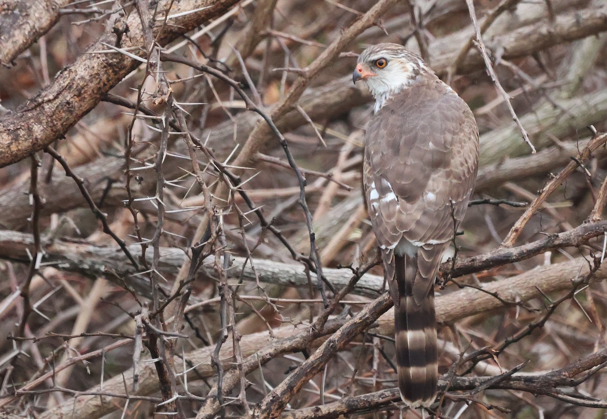 Gabar Goshawk - ML643136157