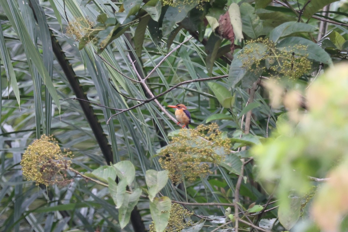 African Pygmy Kingfisher - ML643136194