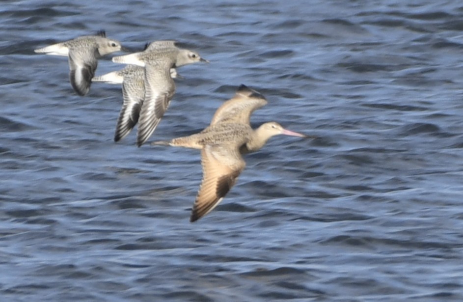 Marbled Godwit - ML643136196