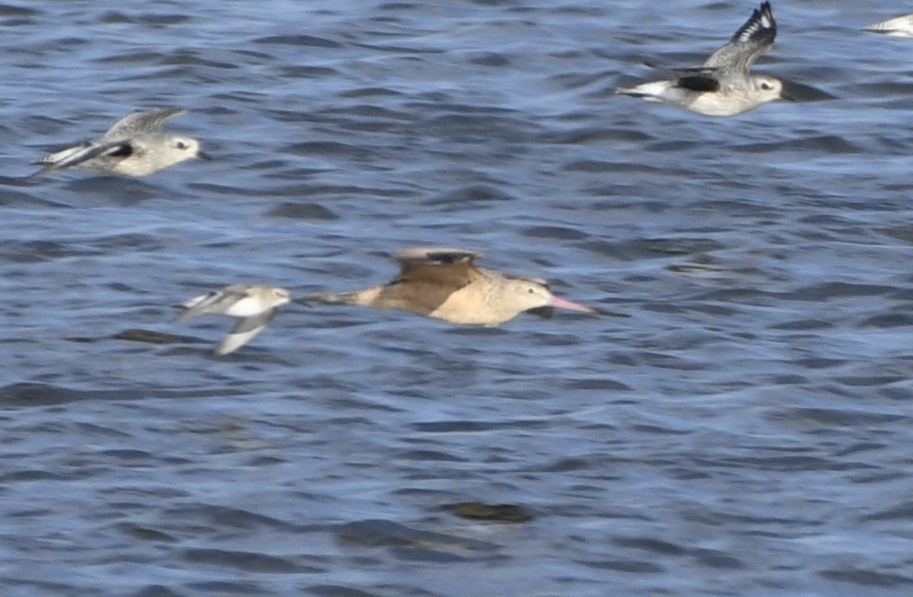 Marbled Godwit - ML643136200