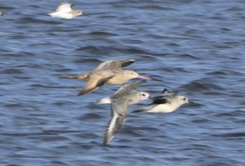 Marbled Godwit - ML643136201