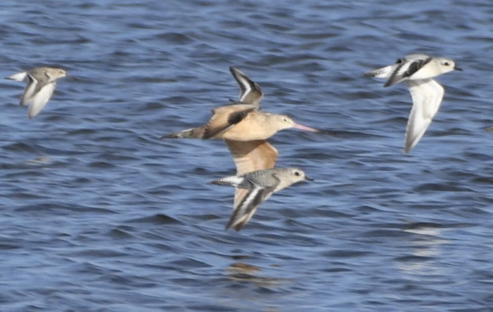 Marbled Godwit - ML643136202