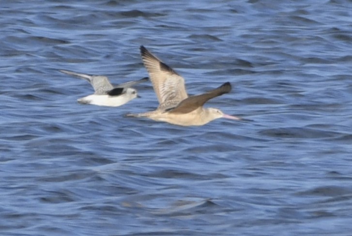 Marbled Godwit - ML643136205