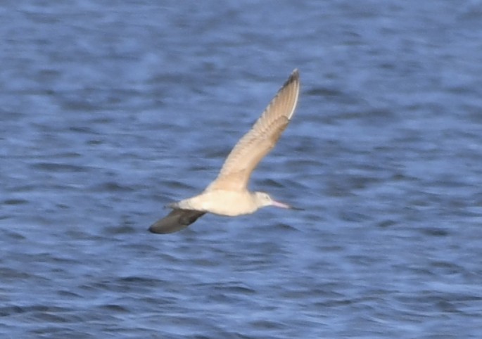 Marbled Godwit - ML643136206