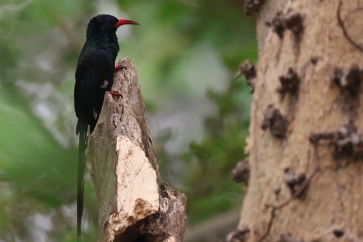 Green Woodhoopoe - ML643136207