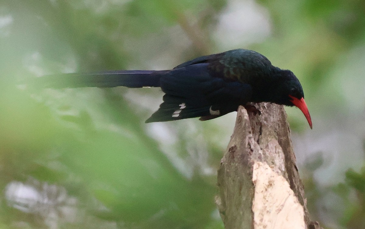 Green Woodhoopoe - ML643136211