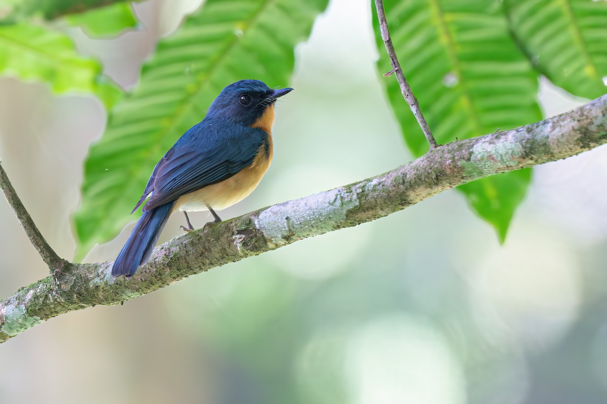 Javan Blue Flycatcher - ML643136232