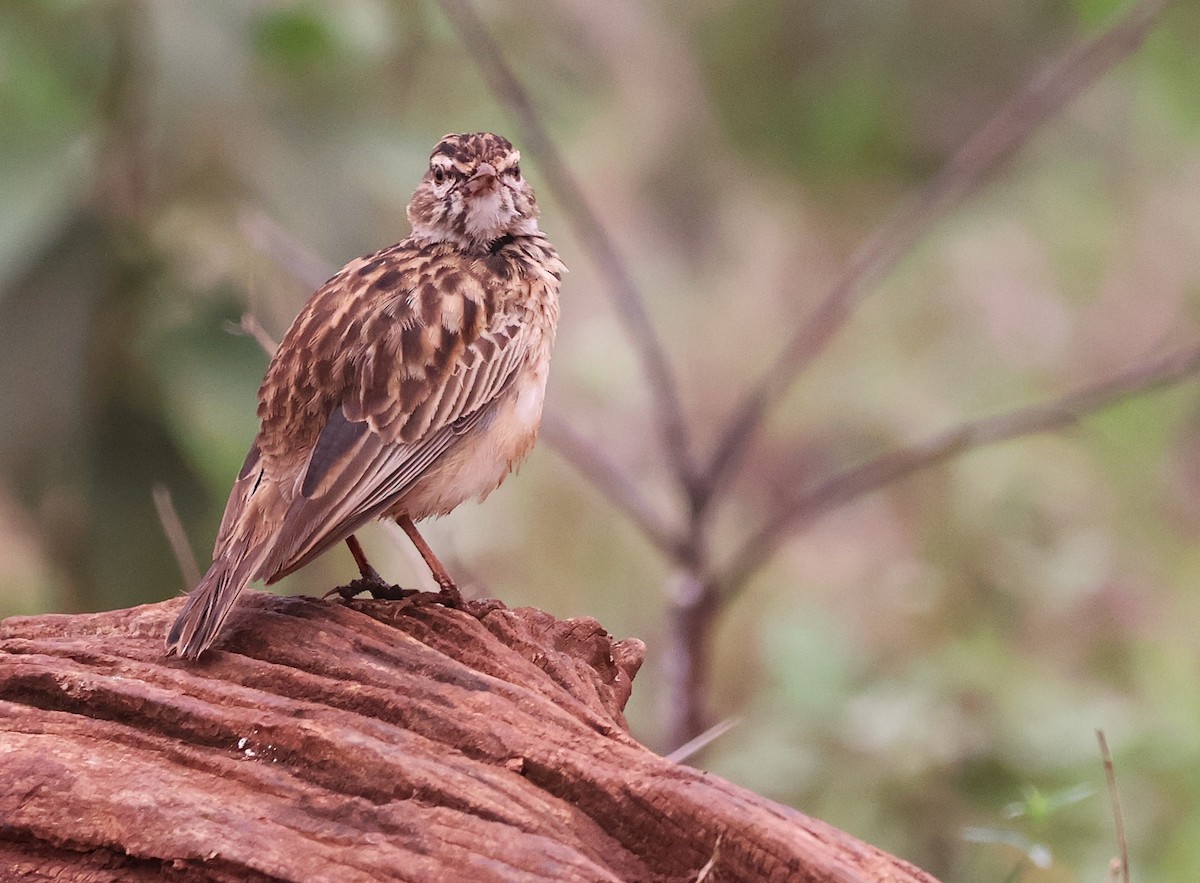 Sabota Lark - ML643136234
