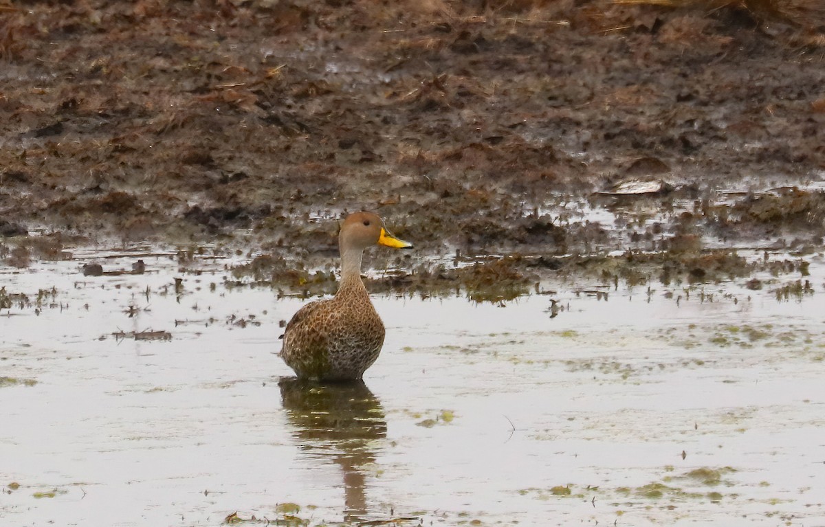 Yellow-billed Pintail - ML643136238