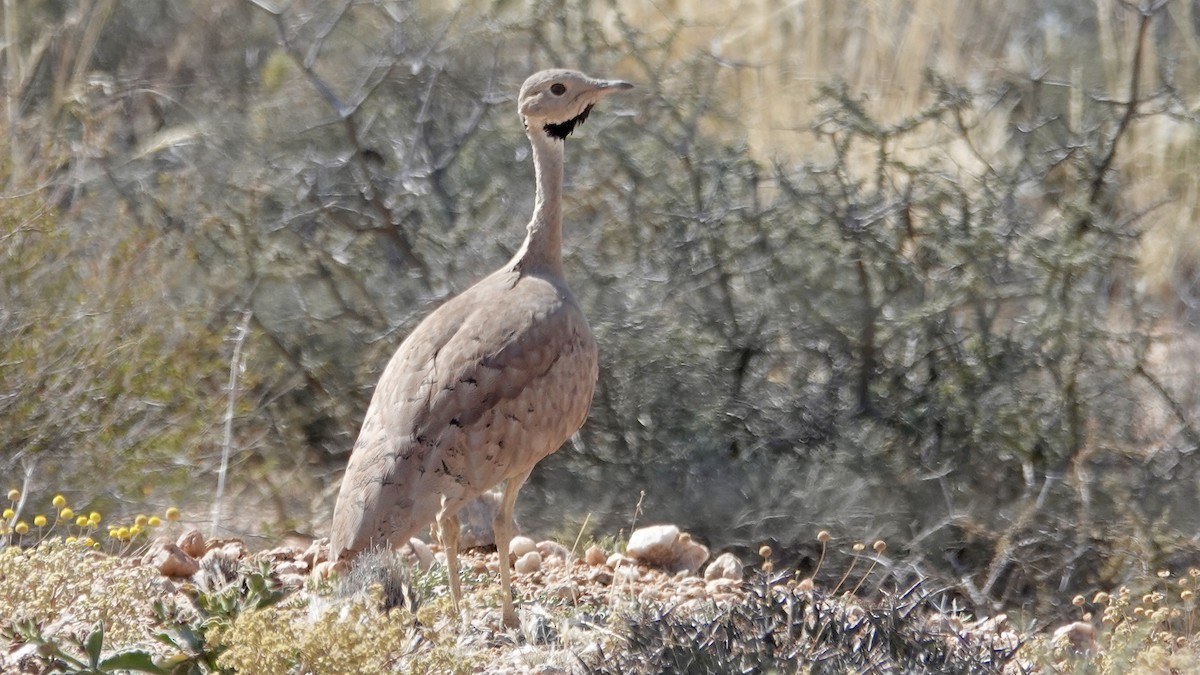 Корхаан чорногорлий - ML643136260