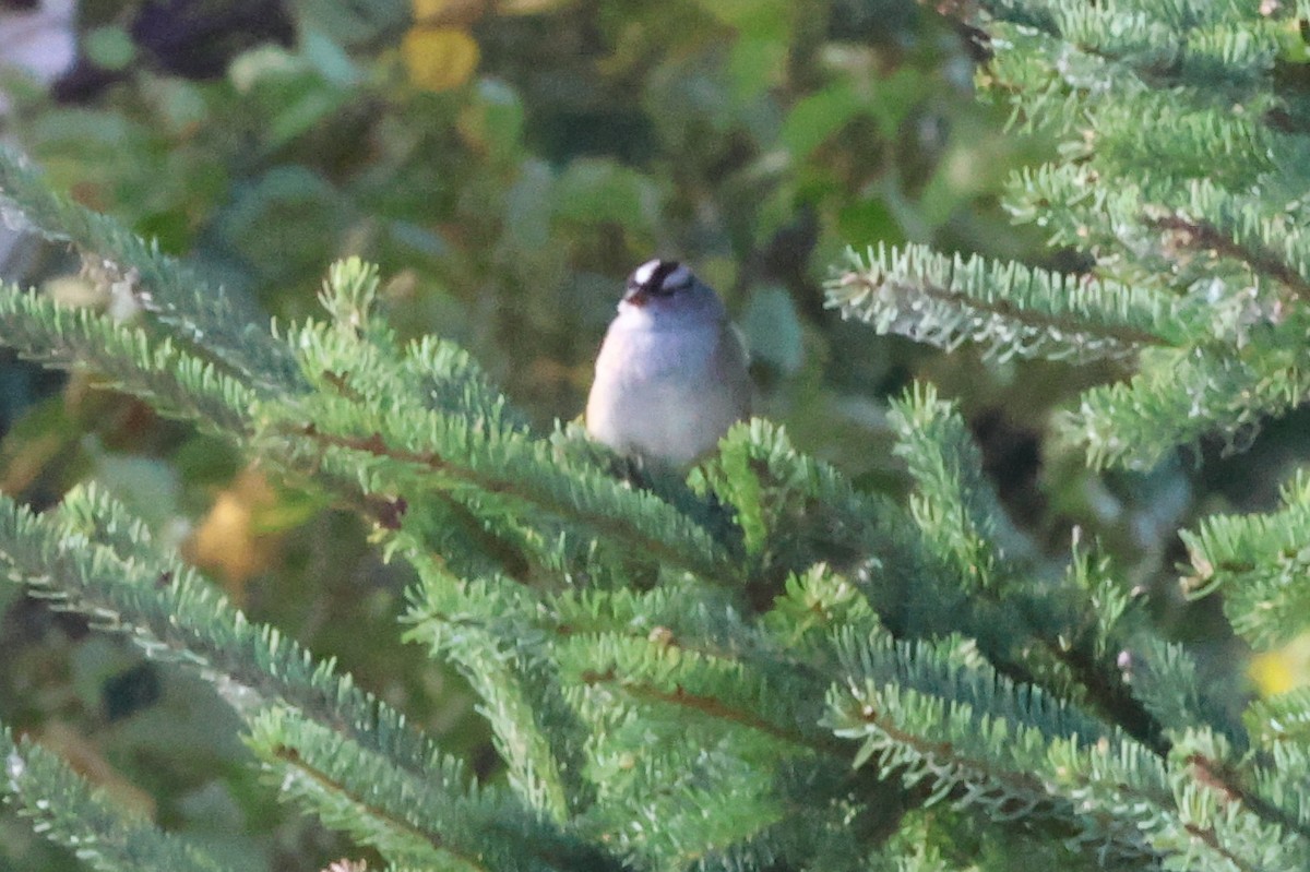 White-crowned Sparrow - ML643136294