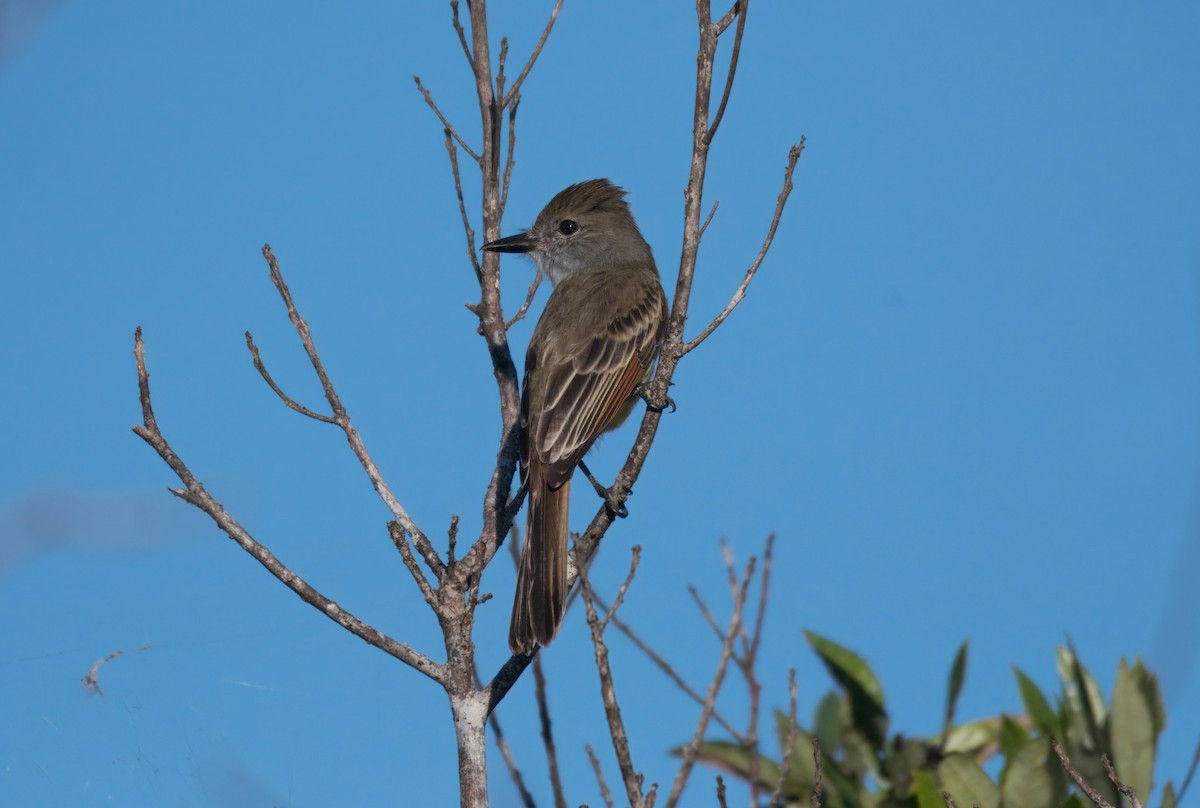 eBird Checklist - 8 Oct 2025 - Canal 111 E, Homestead US-FL 25.40580 ...
