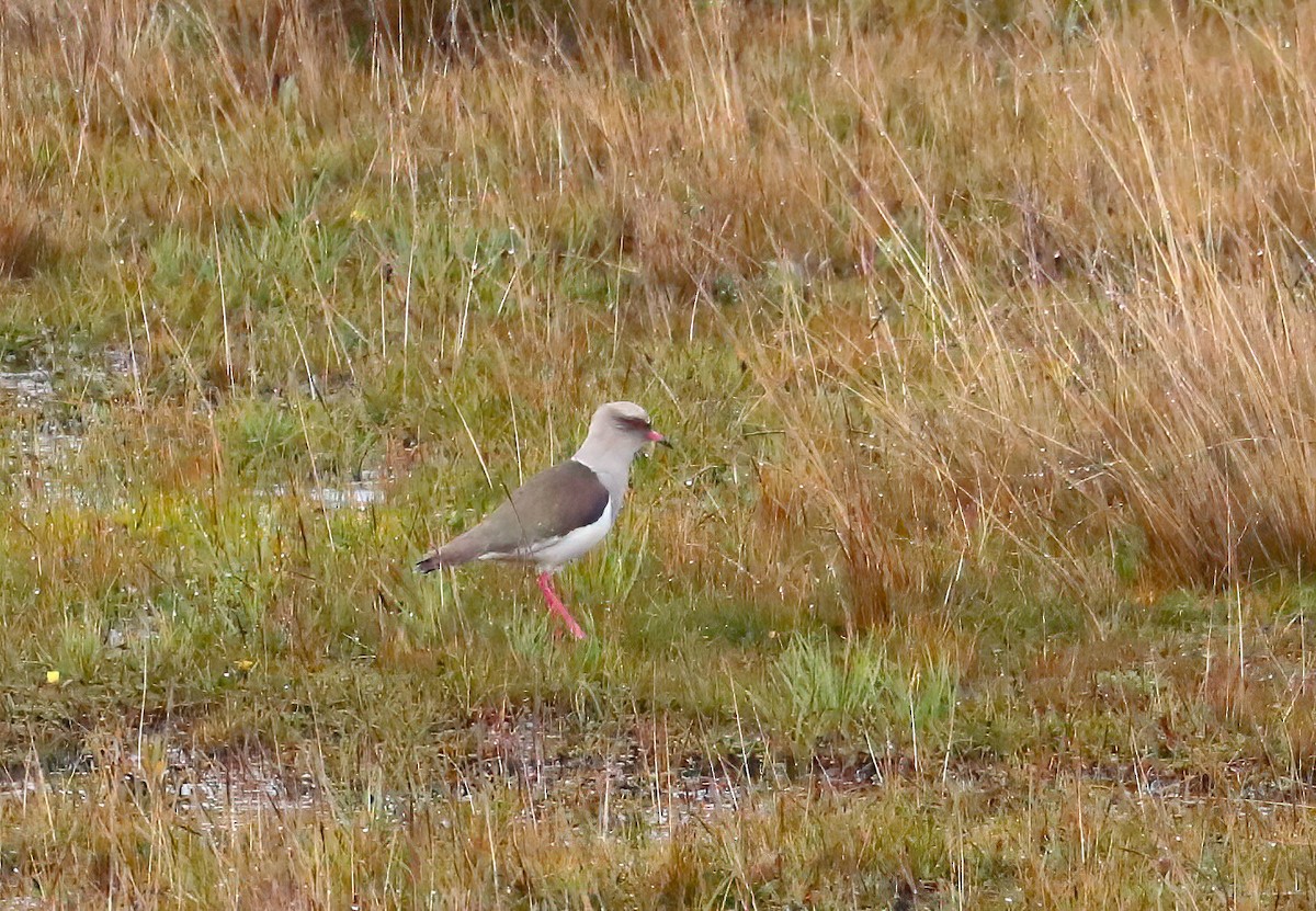 Andean Lapwing - ML643136312
