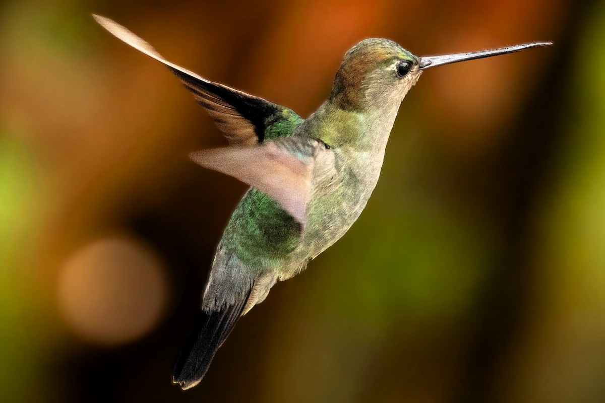 Green-fronted Lancebill - ML643136313