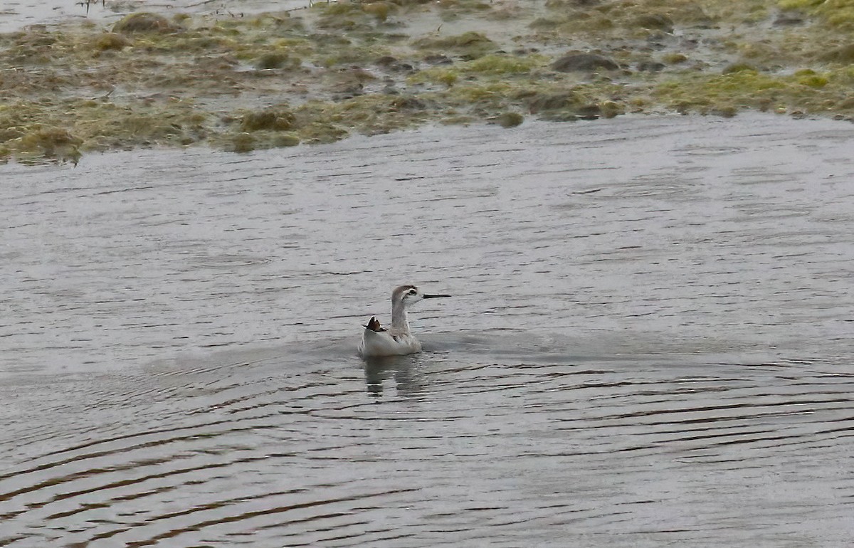 Greater Yellowlegs - ML643136339