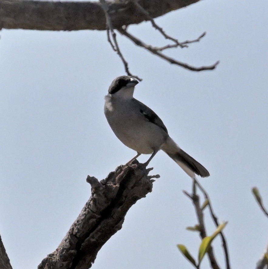 Tangara Bandeada - ML643136343