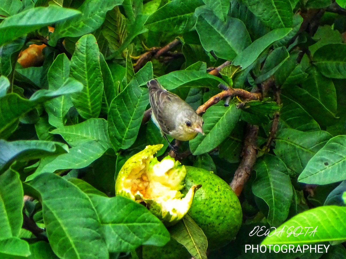 Pale-billed Flowerpecker - ML643136347