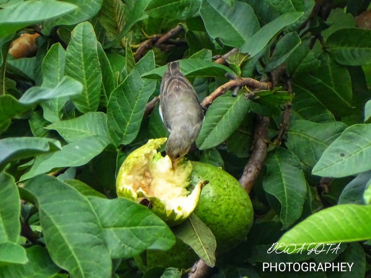 Pale-billed Flowerpecker - ML643136348