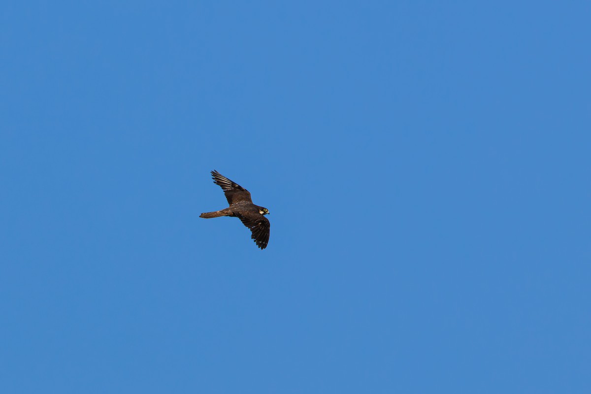Eleonora's Falcon - ML643136361