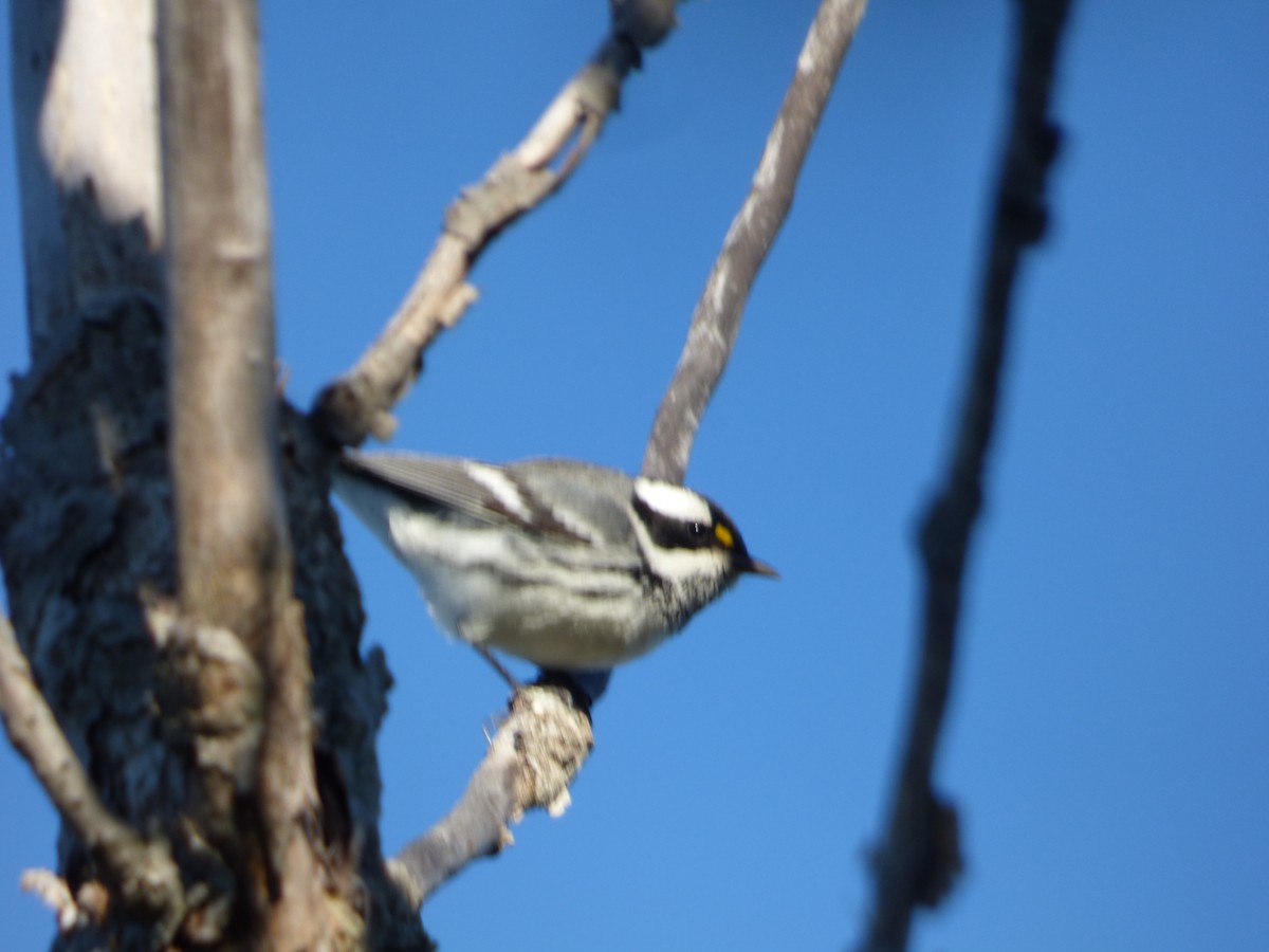 Black-throated Gray Warbler - ML643136378