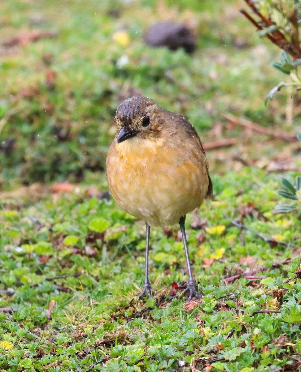 Tawny Antpitta - ML643136379