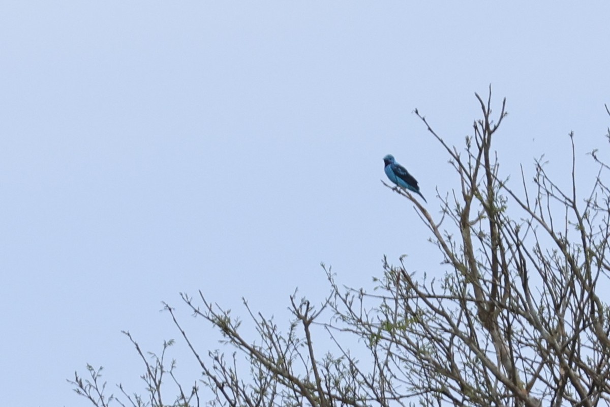 Spangled Cotinga - ML643136384