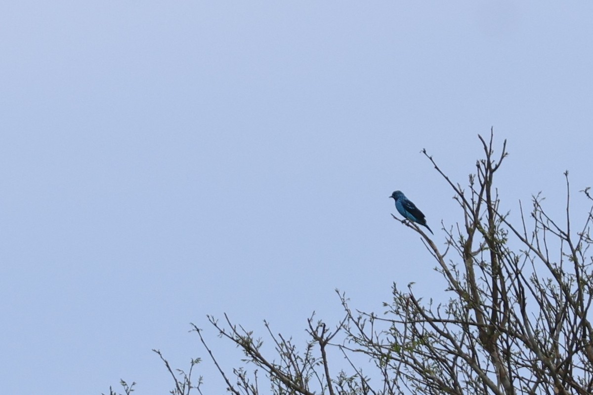 Spangled Cotinga - ML643136385