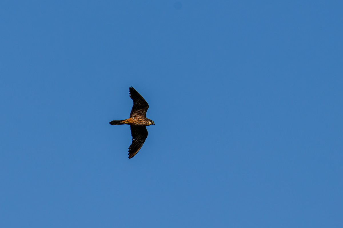 Eleonora's Falcon - ML643136396