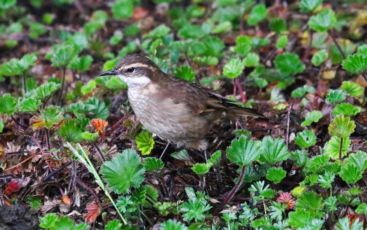 Chestnut-winged Cinclodes - ML643136397