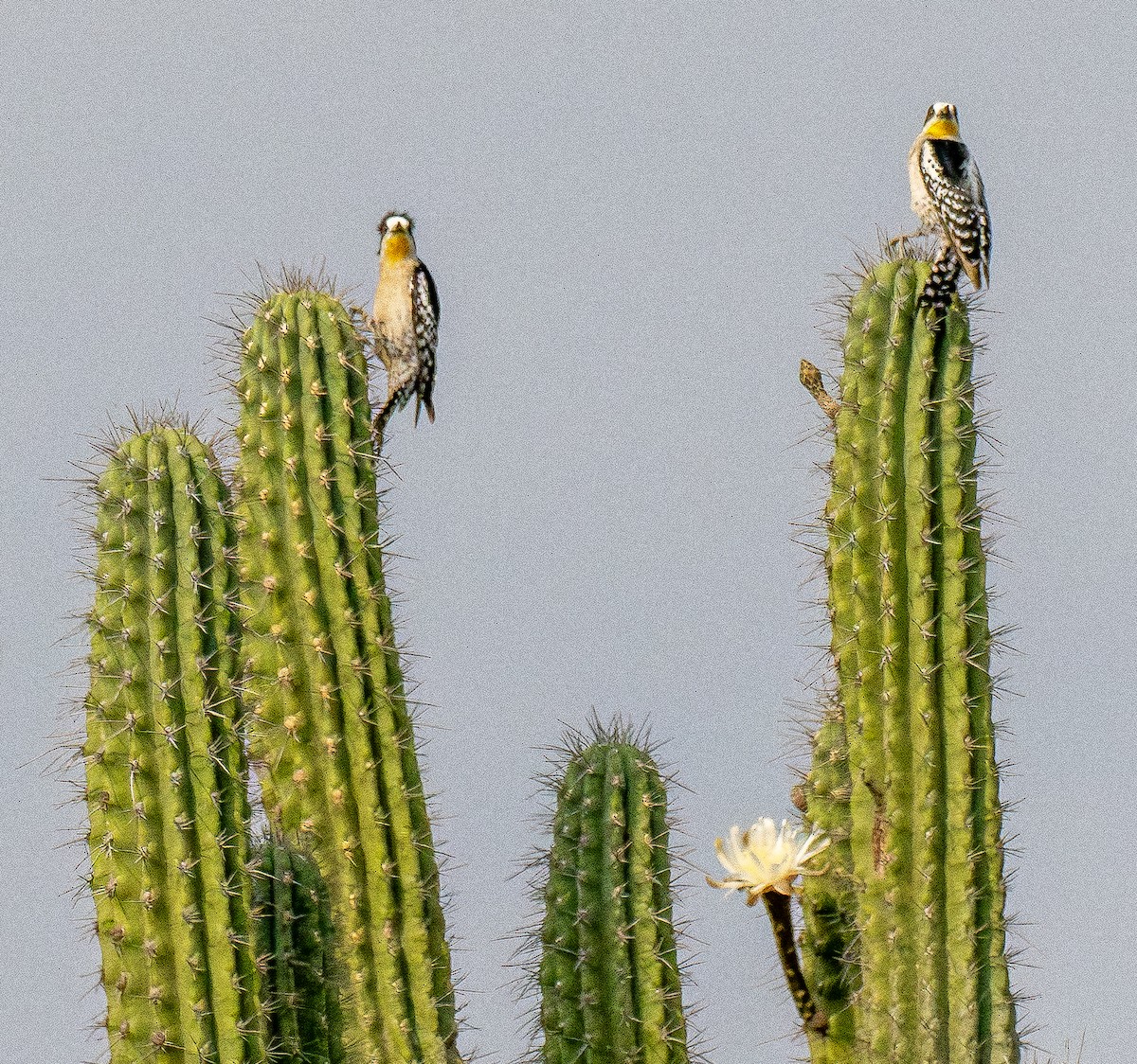 White-fronted Woodpecker - ML643136433