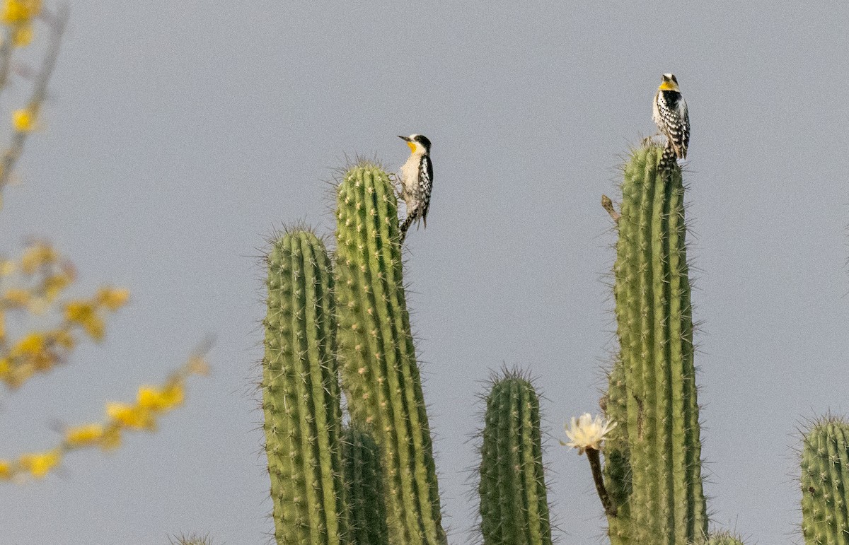White-fronted Woodpecker - ML643136434