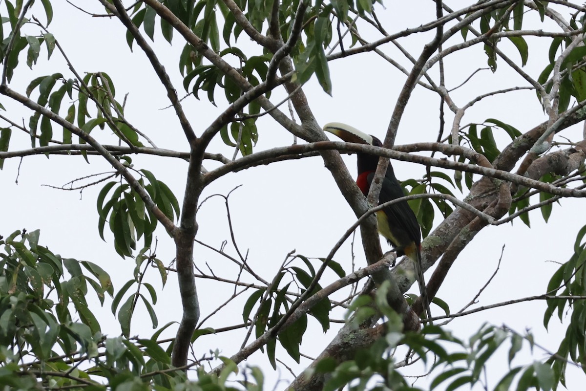 Ivory-billed Aracari - ML643136438