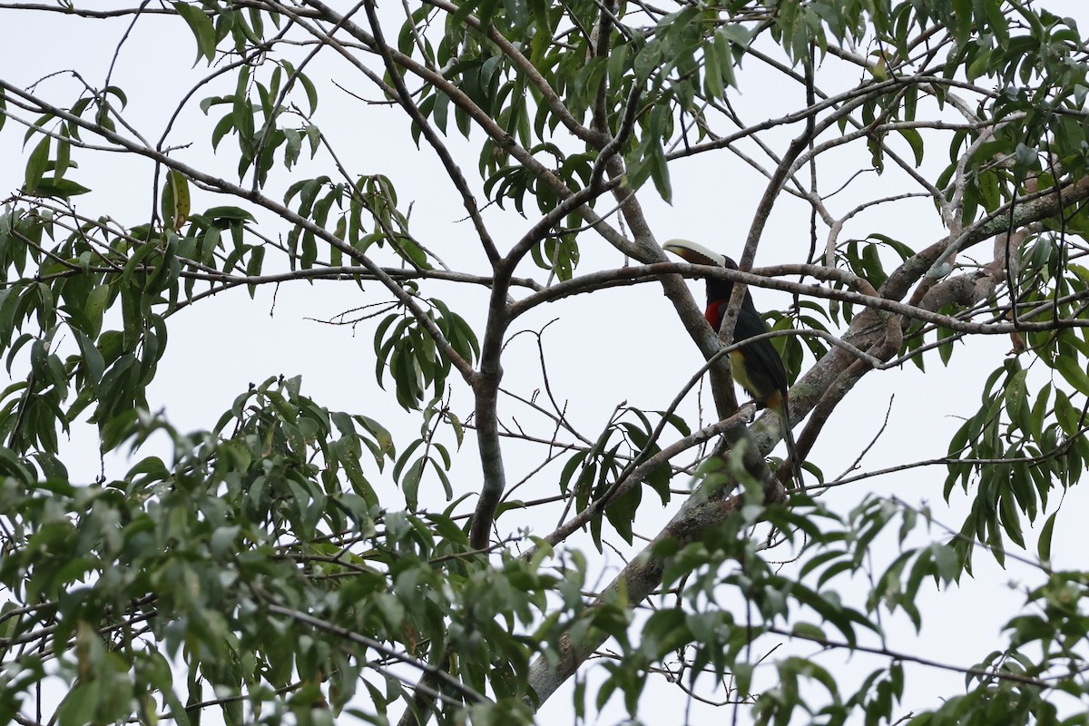 Ivory-billed Aracari - ML643136439