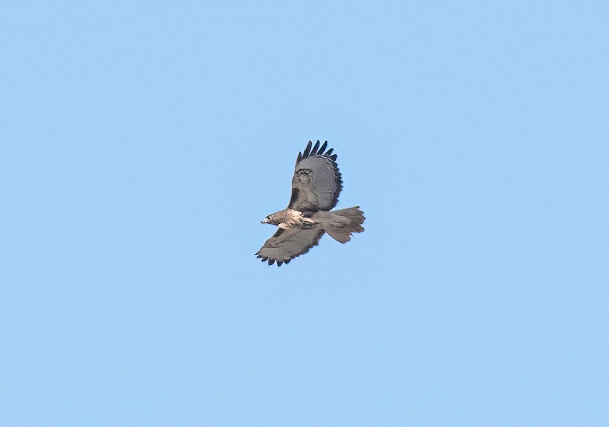 Red-tailed Hawk - ML643136440