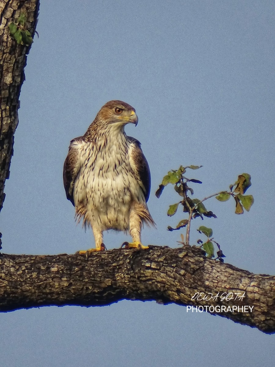 Bonelli arranoa - ML643136468