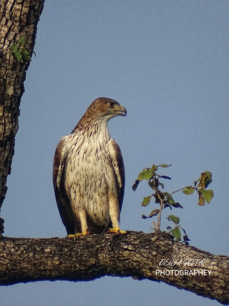 Bonelli arranoa - ML643136469