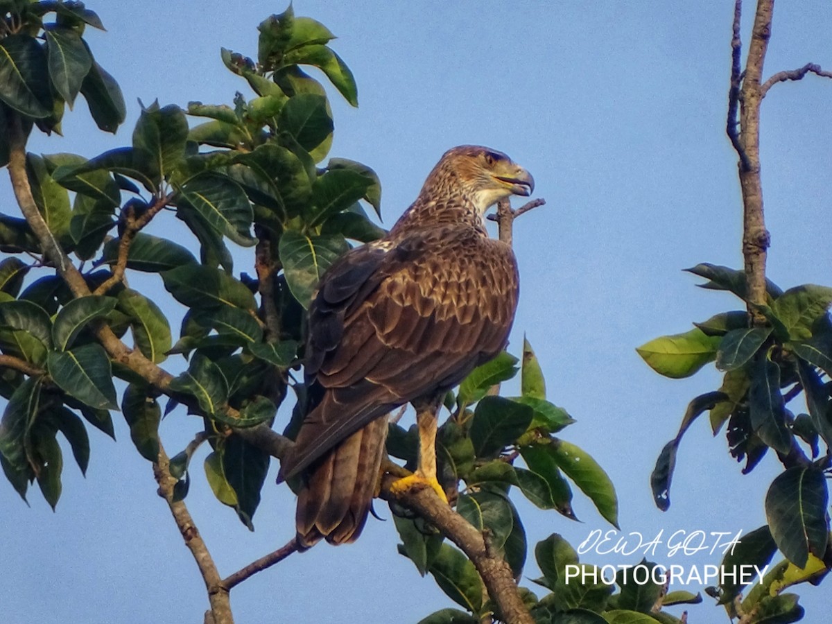 Bonelli arranoa - ML643136470