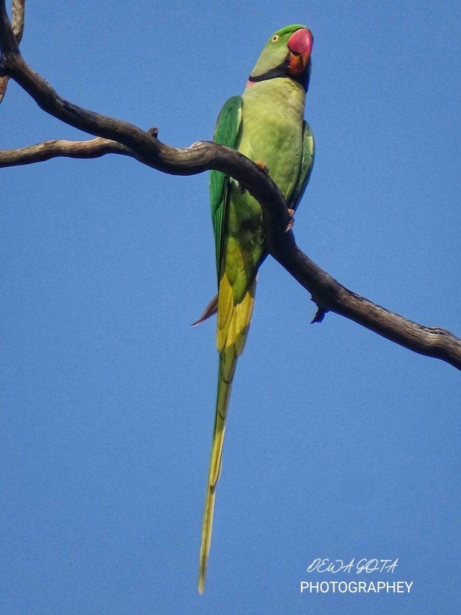 Alexandrine Parakeet - ML643136508