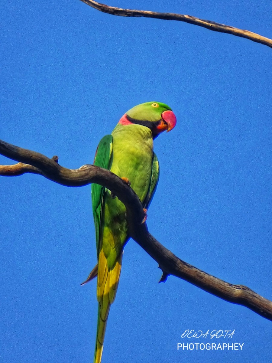 Alexandrine Parakeet - ML643136509