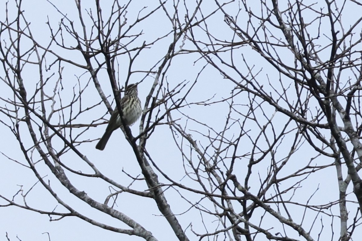 Streaked Flycatcher - ML643136521