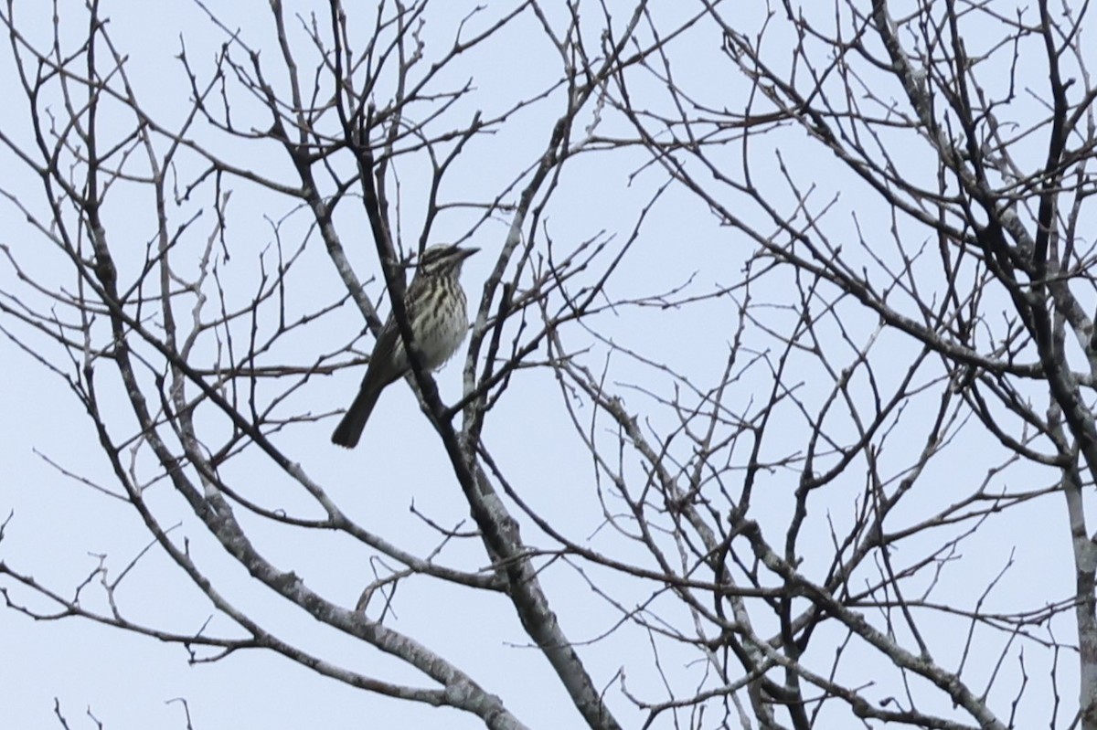 Streaked Flycatcher - ML643136522