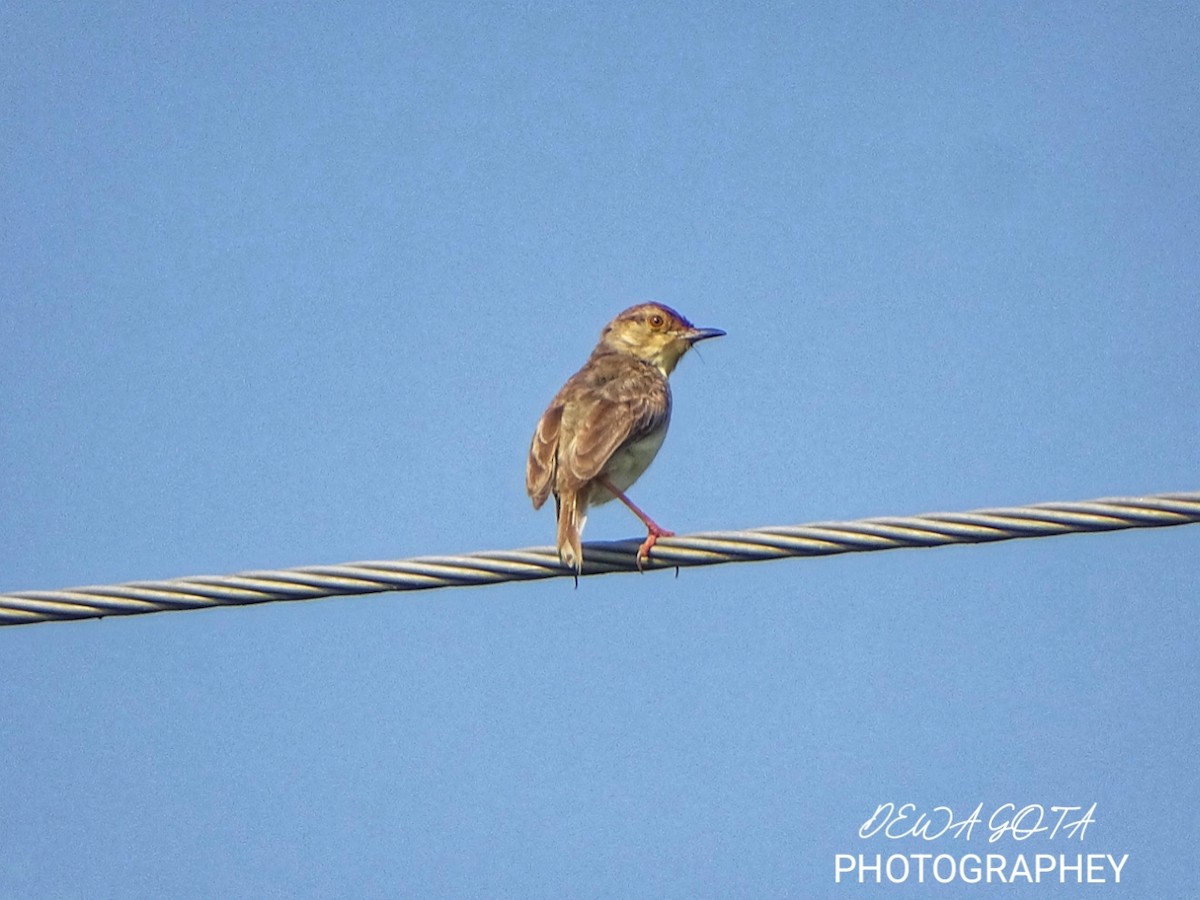 Jungle Prinia - ML643136524