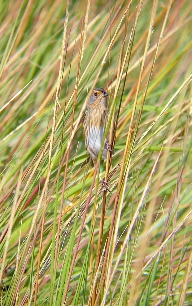 Saltmarsh Sparrow - ML643136526